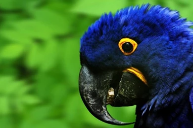Hd Wallpapers Laptop Blue Parrot Widescreen Laptop Wallpapers [Your ...