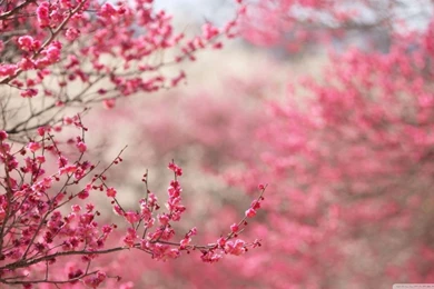 Sakura Cherry Blossom HD Desktop Wallpapers : High Definition ...