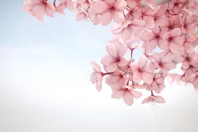 Wallpapers Sakura Flower For Mobile