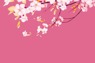 Sakura Flower Wallpapers Perfect C73   WALLPAPEREL