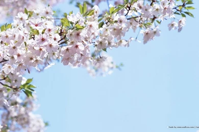 1440*900 Japanese Sakura Wallpapers   Japanese Cherry Blossom ...