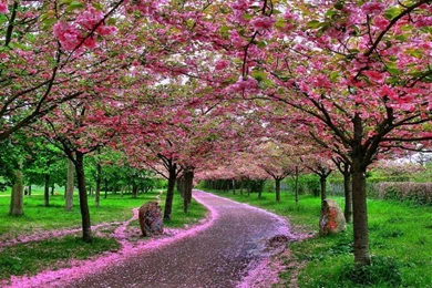 Best Sakura Wallpapers