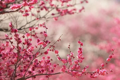 Sakura Cherry Blossom HD Desktop Wallpapers : High Definition ...