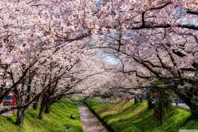 Iga River And Sakura HD Desktop Wallpapers : High Definition ...
