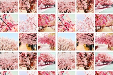 Sakura Wallpapers :3 By Walltaku On DeviantArt