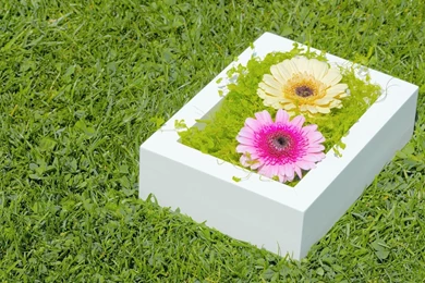 Desktop Wallpapers Nature Green   1367634