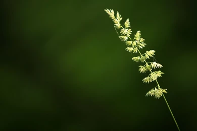 Nature Green Wallpapers For Desktop   1436182