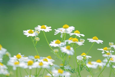 White Daisies Desktop Wallpaper, White Daisies Images, New Wallpapers