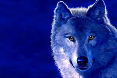 Cool Wolf Backgrounds Your Top HD Wallpapers