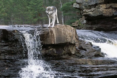 Grey Wolf Wallpaper, Grey Wolf Backgrounds, New Wallpapers