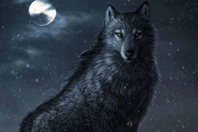 803 Wolf HD Wallpapers
