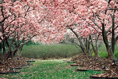 Spring Wallpapers Picture