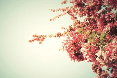 Tree Blossoms Wallpapers
