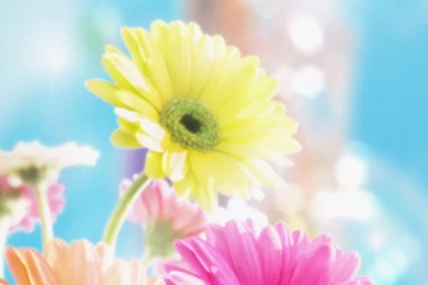 Beautiful Spring   Spring Wallpapers (27865795)   Fanpop
