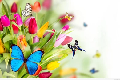 HD Spring Wallpapers