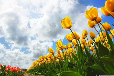 Spring Wallpapers HD Free Download