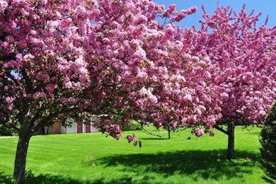 Spring Wallpapers Mobile