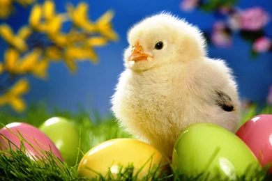 Free Easter Wallpapers For Computer Easter Chick Photos Of Choosing ...