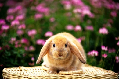 Free Wallpapers For Computer Rabbit Photos Of Some Websites To ...