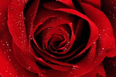 Black And Red Rose Wallpapers