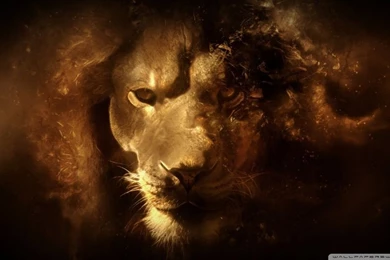 Lion Hd Wallpapers HD Desktop Wallpapers : Widescreen : High ...