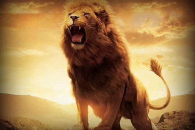 Lion Fire Lion Wallpapers Hd For Desktop Wide 2014 ...