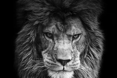 Lion Face Wallpapers