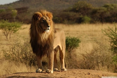 Male Lion HD Desktop Wallpapers : High Definition : Fullscreen : Mobile