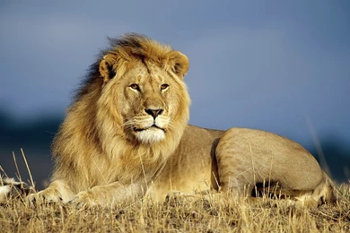 HD Lions Wallpapers And Photos