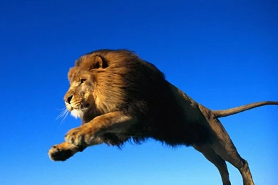 Lion Wallpapers HD Pictures