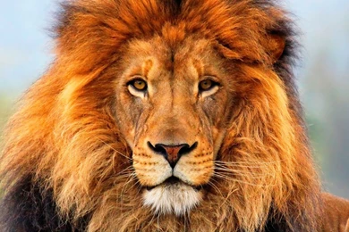 Lion Desktop Wallpapers