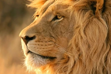 Lion White Hd Wallpapers   Wallpaperss HD