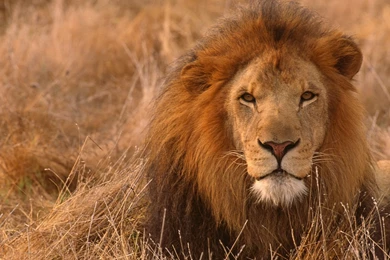 Lion Wallpapers HD Pictures