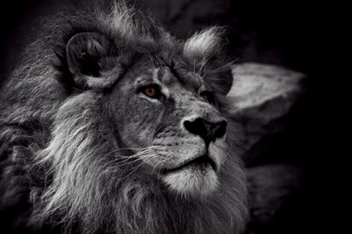 Download Black And White Lion Wallpapers