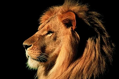 Lion HD Wallpapers