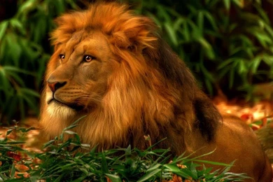 Abstract Lion Wallpapers HD   HD Images New