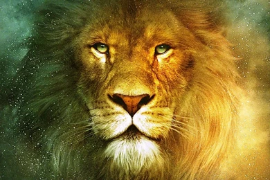 Download Beautiful Lions Wallpapers