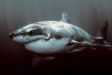 Shark Wallpapers   Animal Wallpapers