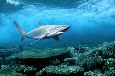 Shark Wallpapers HD Pictures