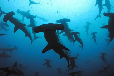 The 13 Most Awesome Wallpapers For People Who Love Shark Week ...