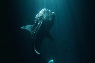 Pics, Facts, Funny Stuff About Animals & Nature Shark Wallpapers ...