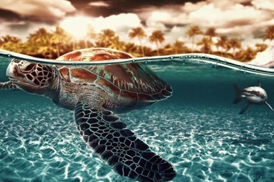 Shark Wallpapers 3755 Amazing Pictures   Wallnos.com