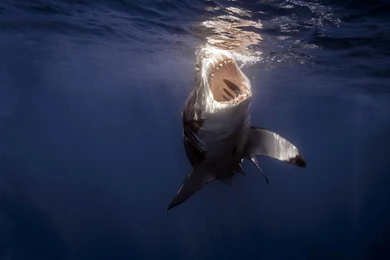 Shark Wallpapers 3952 Wallpapers HD Wallnos.com