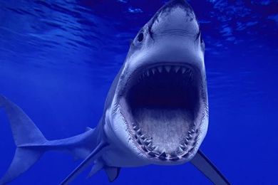 Shark Wallpapers « Animal Spot