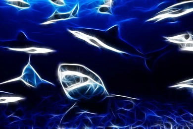 Shark Wallpapers