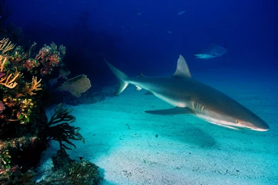 Shark Wallpapers   136016