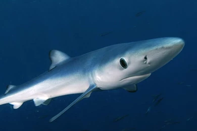 Blue Shark Wallpapers And Backgrounds   Animals Town