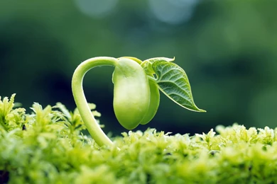 Sprout Leaves Fresh HD Desktop Wallpapers 1280x1024 Laptop ...