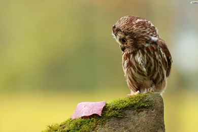 Cute Owl Wallpapers