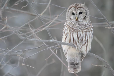 Owl HD Wallpapers